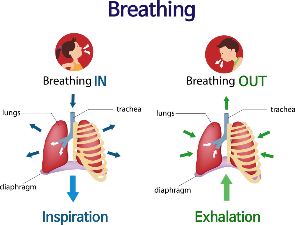 The Importance Of Proper Breathing And The Power Of Breathwork 